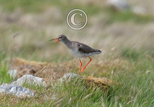 Redshank Calling on the Ground DM1090